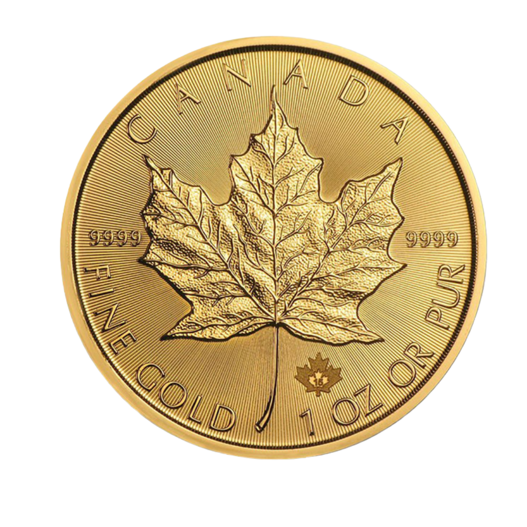 Canadian Gold Maple